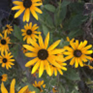 Meet your Posher, Gina